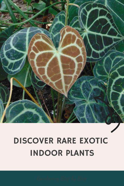 Discover rare exotic indoor plants on a gardening guide cover. Rare Indoor Plants, Rare Plants Houseplant, Grow Vanilla Beans, Exotic Aesthetic, Exotic House Plants, Gloriosa Lily, Indoor Tropical Plants, Dream Patio, Indoor Jungle