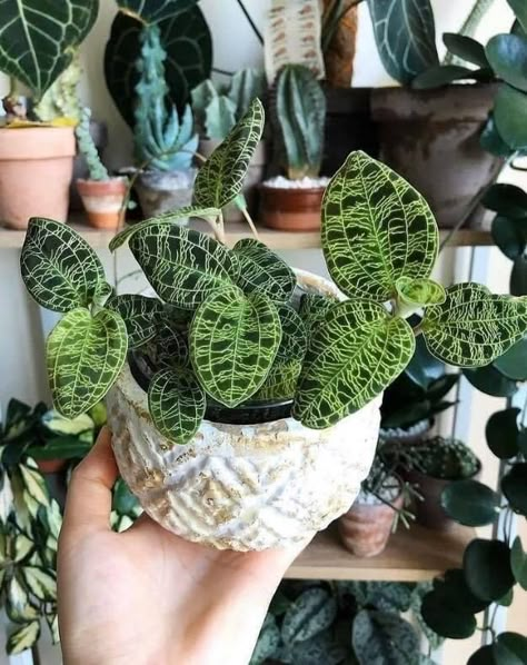 A plant in a white planter Jewel Orchid, Plant Goals, Sphagnum Moss, Plants Are Friends, Plant Wishlist, Inside Plants, Plants Growing, Unusual Plants, Plant Aesthetic