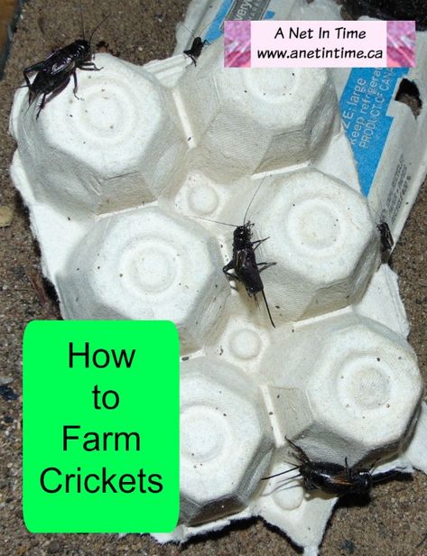 Raising Crickets, Cricket Farm, Chameleon Food, Cricket Bug, Cricket Farming, How To Farm, Homeschool Nature, Bearded Dragon Habitat, Homeschool Nature Study