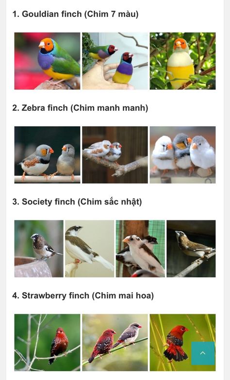 Finches Bird Pets, Bird Breeds, Finches Bird, Bird Aviary, Nutritious Diet, Finches, Exotic Bird, Pet Animals, African Wildlife