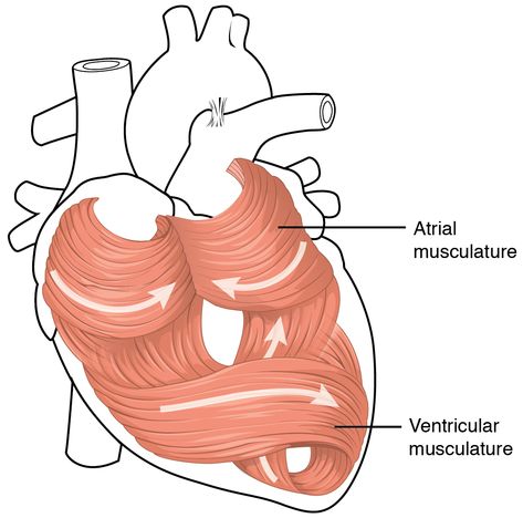 Cardiac Muscle Cell, Cardiac Muscle, Muscle Diagram, Tricuspid Valve, Types Of Muscles, Mitral Valve, Heart Sounds, Heart Valves, Heart Anatomy