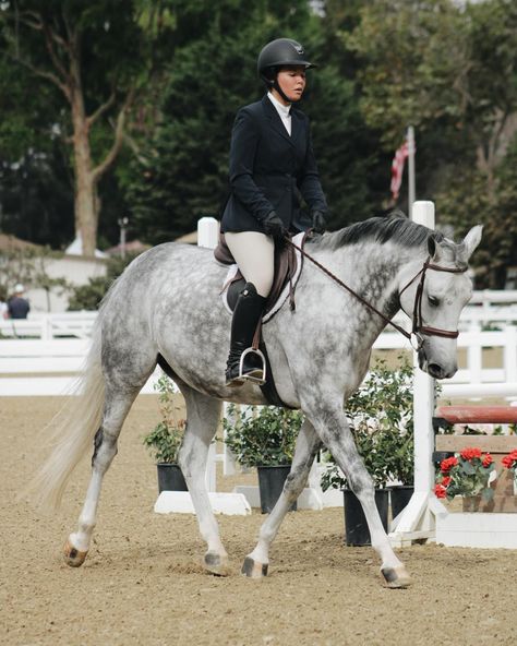 cutest gray🕊️ - - - - #equestrian #equine #horseriding #horsepower #showhunter #showhorse #hunter #hunterjumper #jumpers #ponys #ponysofinstagram #horsesofinstagram #rancho #horse #equestrianlife #equestrians #equitation #showring #eeshowstable #dovehollowequestriancenter Hunter Jumper Aesthetic, Horse Hunter Jumper, Pony Hunters, Jumper Aesthetic, Horses Jumping, Hunter Jumper Horses, Jumping Horses, Hunter Horse, Equestrian Photography