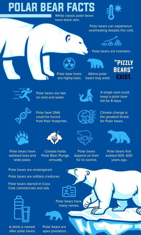 Polar Bear Preschool, Bear Facts For Kids, Arctic Animals Preschool, Polar Bear Facts, Bear Facts, Animals Preschool, Penguins And Polar Bears, Random Knowledge, Marine Pollution