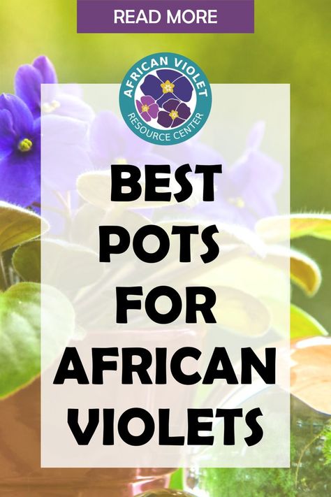 Growing African Violets Indoors, African Violet Display Ideas, African Violets Care, Gardening Inside, African Violet Care, Christmas Cactus Care, Indoor Orchids, African Violet Pots, Flowering Succulents