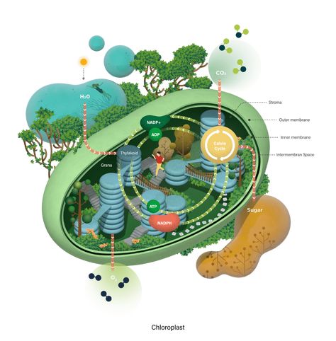 Photosynthesis Poster, Palisade Cell, Science Graphics, Adobe Illustrator Logo Design, Science Art Projects, Logo Illustration Design, Biology Art, Graphic Design Infographic, Seashell Painting