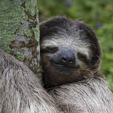 Costa Rica Animals, Sloth Art, Roatan, Gatwick, Types Of Animals, Cute Sloth, Aesthetic People, Tree Hugger, Heathrow