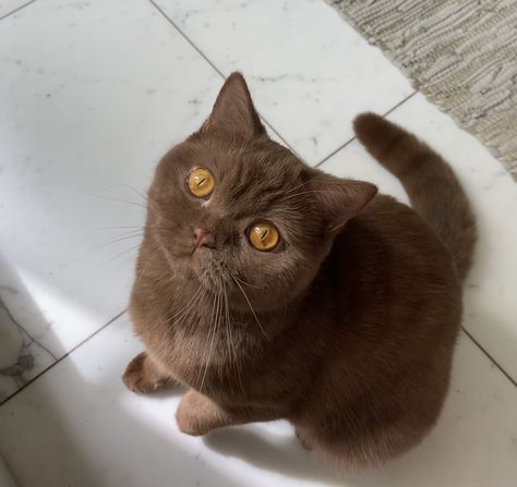 Brown Cat, British Shorthair, Cat Sitting, Romance