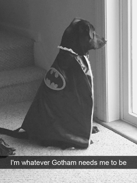 10+ Hilarious Dog Snapchats That Are Impawsible Not To Laugh At (Part 2) Batman Dog, Dog Snapchats, Happy Puppy, Baby Animals Funny, Puppy Care, Funny Animal Memes, Pet Puppy, Dog Memes, Dog Photos