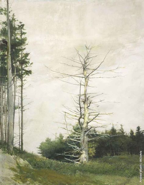 Andrew Wyeth Painting 105 Wyeth Paintings, Christina's World, Andrew Wyeth Paintings, Tree Study, Andrew Wyeth, Eagle Eye, Print Painting, Print Book, Watercolor On Paper