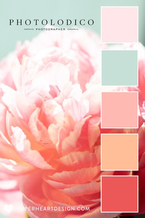 Color Palette: Peach Fuzz Pantone 2024 Color of the Year — Paper Heart Design Peony Color Palette, Peach Pallet, Mint Color Palettes, Peach Color Palettes, Pantone 2024, Peach Peony, Fair Outfit, Peony Colors, Colour Pallets