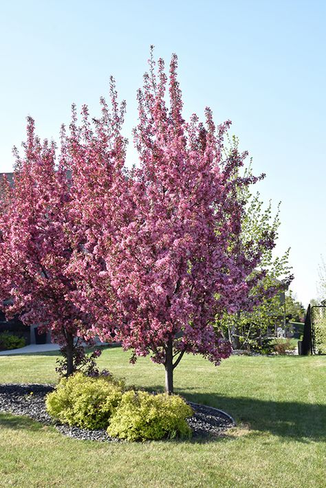 Pink Spires Flowering Crabapple (Malus 'Pink Spires') in Inver Grove Heights, Minnesota (MN) at Gertens Prairifire Crabapple Tree, Prairie Rose Crabapple Tree, Indian Magic Crabapple Tree, Flowering Crabapple Tree, Acreage Landscaping, Spring Snow Crabapple Tree, Flowering Crabapple, Pink Flowering Trees, Prairie Garden