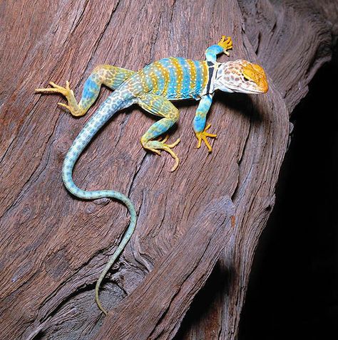 Crotaphytus collaris - Monaco Nature ... Colourful Lizard, Lizard Photo, Yellow Lizard Aesthetic, Desert Lizards, Colorful Lizards, Green Keel Bellied Lizard, Reptile Terrarium, Visual Identity Design, Colorful Animals