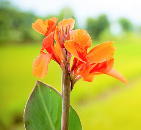 Canna Orange Beauty Canna Bulbs, Canna Flower, Canna Lilies, Canna Lily, Lily Bulbs, Fleur Orange, Air Plant Terrarium, Hummingbird Garden, Garden Route