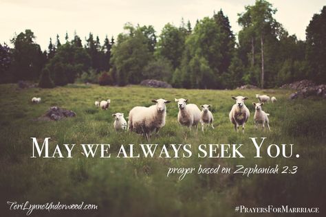 31 Verses to Pray for Your Marriage || Zephaniah 2:3 Pasto Natural, Free High Resolution Photos, Sheep Farm, Sheep And Lamb, Grass Field, Farm Decor, Green Grass, Farm Animals, Free Photos