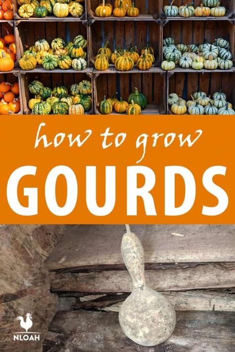 Everything about how to successfully grow gourds, how to save seeds, eat them and turn them into various objects. #gourds #gardening How To Grow Gourds, Growing Gourds From Seeds, Growing Gourds, How To Dry Gourds, How To Save Seeds, Gourd Vegetable, Gourds Diy, Save Seeds, Gardening Club