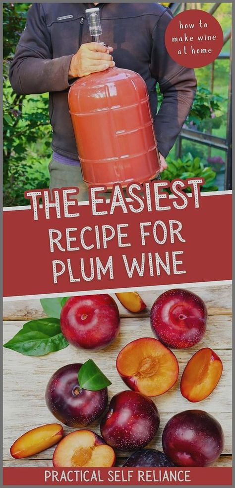 The easiest recipe for plum wine lets you create a classic country wine with simple ingredients. Just gather plenty of plums, some sugar, winemaking additives, and a good strain of wine yeast. Follow the easy steps to make a delicious homemade plum wine. Find more homemade drinks, homemade mead recipes, mead making for beginners, and Homemade Wine Recipes at practicalselfreliance.com. Homemade Mead, Making Wine From Grapes, Mead Recipes, Mead Making, Hard Cider Recipe, Drinks Homemade, Wine Making Recipes, Homemade Wine Recipes, Plum Varieties