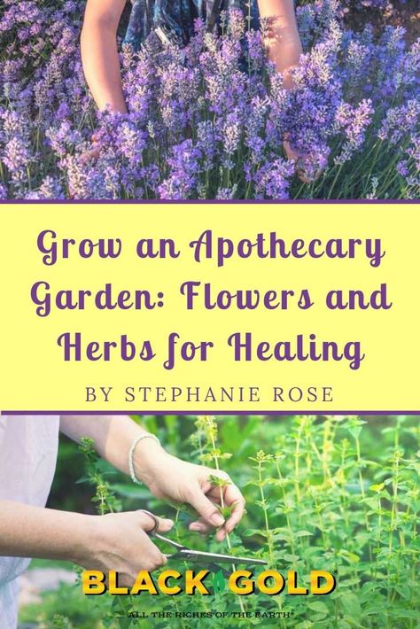 #Medicinal #herbs are #beautiful #plants, often prolific, and they are intended to be cut back and harvested regularly. Choose space in the #garden that is easy to harvest from and where the cut plants will not affect the overall look. If you’d like your apothecary garden to visually resemble the monks’ #apothecary #gardens of yore, choose some #Medieval-style design elements such as stone or wattle borders, geometric (often rectangular) beds, and symmetrical plantings. Herbs For Healing, Apothecary Garden, Medicine Garden, Medicinal Herbs Garden, Herb Garden Design, Healing Garden, Healing Plants, Medieval Style, Herbs For Health