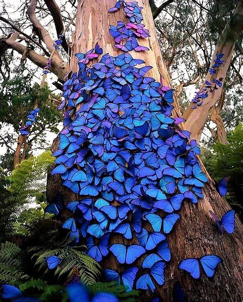 Morpho Azul, Butterfly Migration, Creative Gardening, 판타지 아트, Colorful Butterflies, Art Movement, Fantasy Landscape, Beautiful Butterflies, Picture Photo