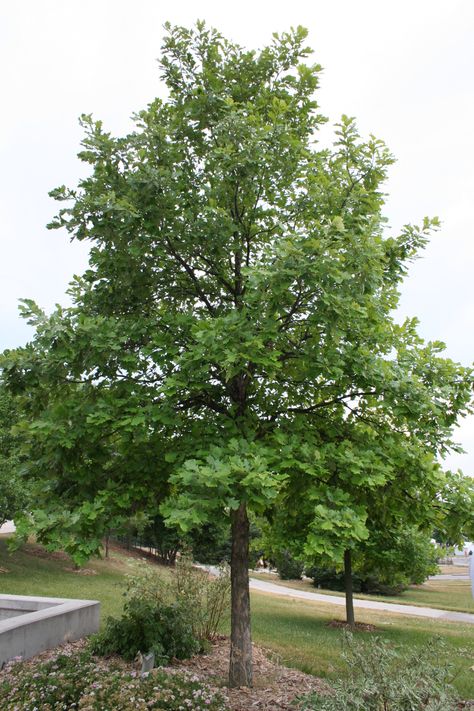 Swamp White Oak | Nebraska Forest Service Swamp White Oak Tree, Swamp White Oak, Tree Facts, Land Purchase, White Oak Tree, Native Gardens, Gray House, Plant Zones, Street Trees