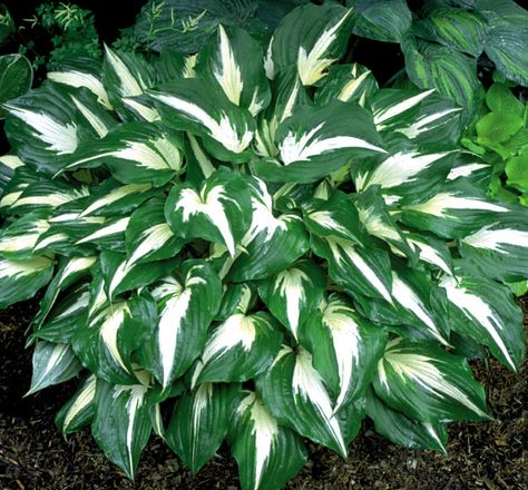 Night Before Christmas Hosta - A bold selection with huge, dark green leaves with creamy white centers. The center mature to pure white by summer when they are accented by pale lavender blooms. It makes a beautiful focal point in shady sites and is spectacular when plant in masses. Garden Ferns, Shade Gardening, Plantain Lily, Hosta Varieties, Hosta Gardens, Shade Gardens, Hosta Plants, Garden Plant Pots, Bonsai Flower