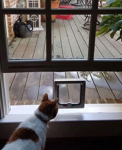 Cat Door Window, Cat Door For Window, Window Pet Door, Cat Doors, Cat Patio, Cat Flap, Window Inserts, Pet Doors, Cat Light