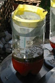 Save yourself and your family from stings this season by crafting this homemade wasp trap from your kitchen recyclables. Wasp Trap Bait, Wasp Trap Diy, Homemade Wasp Trap, Wasp Catcher, Hornet Trap, Wasp Killer, Red Wasps, Wasp Repellent, Get Rid Of Wasps