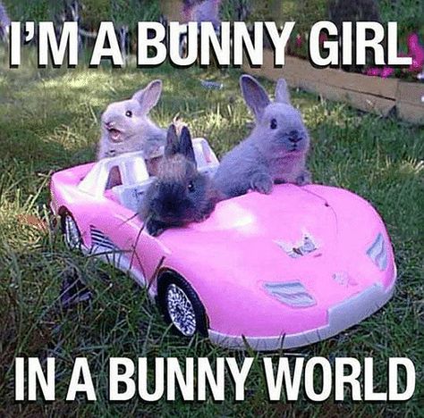 In a Bunny Girl Car. (I'd hop in, but it looks like there's no room left.) Funny Animal Fails, Animals Memes, Animal Fails, Funny Rabbit, Funny Animal Quotes, Pet Bunny, Funny Animal Jokes, Funny Bunnies, A Bunny