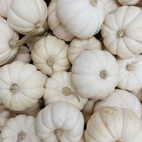 White Autumn Aesthetic, White Fall Aesthetic, Pumpkin Aethstetic, October Aesthetic Pumpkin, White Pumpkin Aesthetic, White Pumpkins Aesthetic, Aesthetic Fall Pumpkin, Autumn Aesthetic Pumpkin, Fall Aesthetic Pumpkin