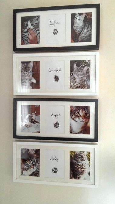 Pet Photo Wall Ideas, Pet Photo Wall, Pet Apartment Ideas, Pet Frames Ideas, Cat Keepsake Ideas, Diy Cat Memorial Ideas, Cat Gallery Wall, Pet Picture Wall Ideas, Cat Paw Print Art