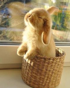 Bunnies Cute, Baby Animals Cute, Little Animals, Animals Cute, Animal Photos, Cute Animal Photos, Baby Bunnies, Cute Little Animals