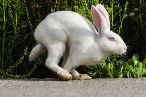 Florida White Rabbit | This cute bunny was in the parking lo… | Flickr Florida White Rabbit, Rabbit Pose, Rabbit Jumping, Angry Animals, Alice In Wonderland Drawings, Rabbit Photos, Rabbit Painting, White Rabbits, Rabbit Art