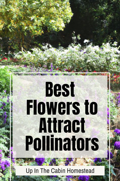 Looking for flowers that are as beautiful as they are beneficial? Check out this list of the best flowers to attract pollinators. From sunflowers to calendulas and lavender, we've got everything you need to create a pollinator paradise right in your yard. Follow for more like this! Pollinator Plants In Pots, Best Pollinator Plants, Attracting Butterflies To Your Garden, How To Attract Pollinators To Your Garden, Bees Pollinating Flowers, Bee Friendly Flowers, Easy Indoor Plants, Drought Tolerant Perennials, Eco Friendly Garden