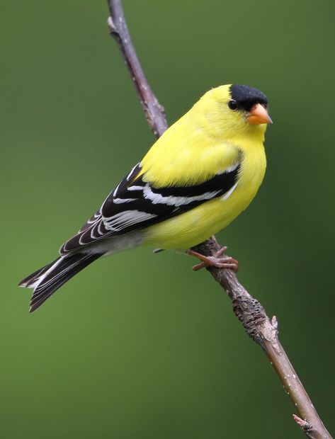 A Backyard Male American Goldfinch | rivadock4 | Flickr American Goldfinch, Birds Photography, Most Beautiful Birds, Finches, Nature Birds, Goldfinch, Backyard Birds, Bird Pictures, Exotic Birds