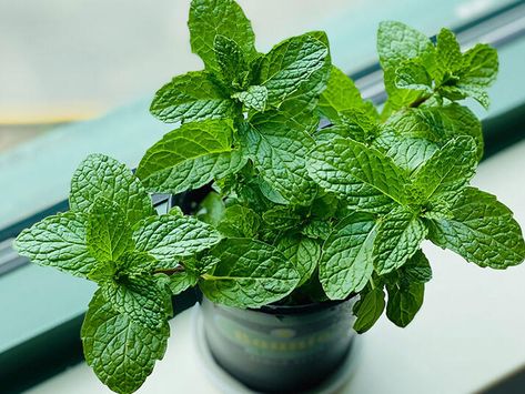 10 Rare Types Of Mint You’ve Never Heard Of - NewsBreak Growing Mint Indoors, How To Grow Mint, Red Creeping Thyme, Plants That Repel Flies, Grow Mint, Mint Seeds, Kitchen Architecture, Growing Mint, Creeping Thyme