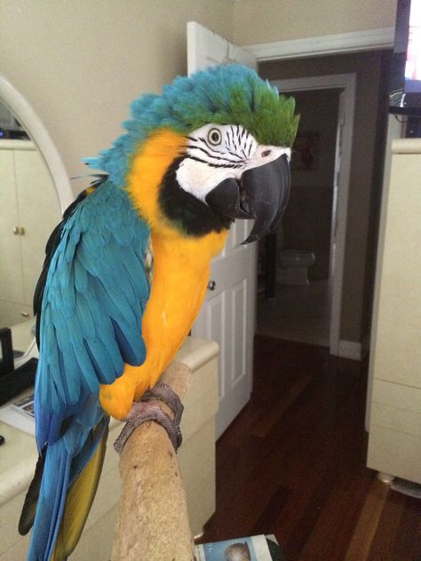 Luka.... Blue and Gold Macaw Blue And Gold Macaw Tattoo, Trash Chute, Blue And Gold Macaw, Cute Cute, Animal Photos, + Core + Aesthetic, Cute Animal Photos, Animal Photo, Blue And Gold