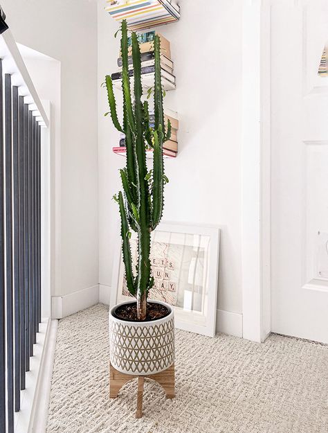 How to care for an African Milk Tree Indoors - My Tasteful Space African Milk Tree, Low Maintenance, Trees To Plant, Indoor Plants, House Plants, Succulent, Make It, Cactus, Milk