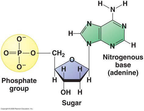 This is the monomer of nucleic acids, the monomer is nucleotides. Nucleic Acid Structure, Interior Wall Finishes, Nitrogenous Base, Dna Lab, Organic Chem, Dna Structure, Bio Notes, Dna Genetics, Dna Molecule