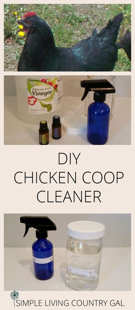 Use this simple natural and effective cleaner for your chicken coop. Spray on all surfaces to disinfect and deter pests. via @SLcountrygal Chicken Coop Spray, Chicken Coop Cleaner, Natural Chicken Coop, Coop Spray, Coop Cleaner, Urban Chicken Farming, Raising Chicken, Easy Chicken Coop, Chicken Barn