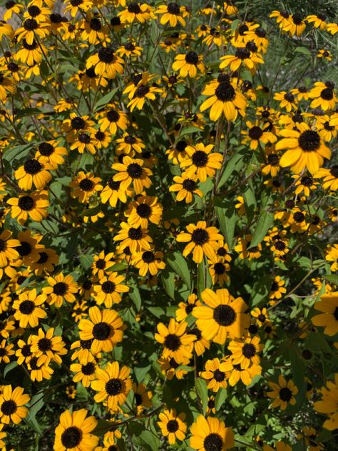 Black Eyed Susan Aesthetic, Black Eye Susan, Yellow Wild Flowers, Black Eyed Susan Flower, Black Eyed Susans, Vision Bored, Angela Davis, Black Garden, Black Eyed Susan