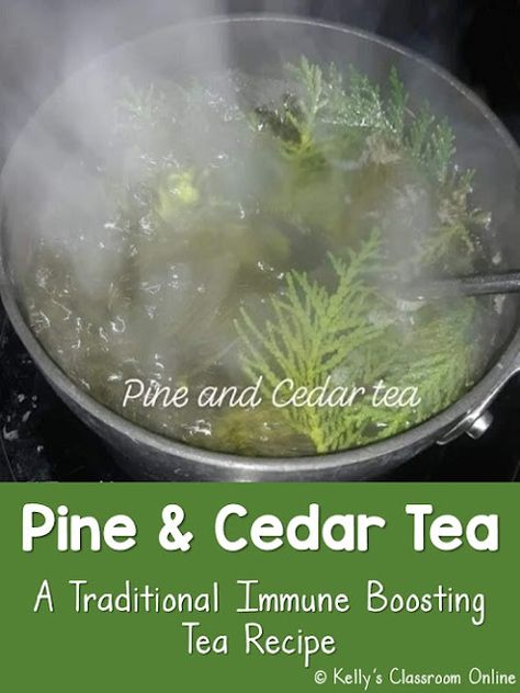 Native American Remedies, Native American Herbs, Native American Food, Wild Food Foraging, Native Foods, Nourishing Traditions, Loose Leaf Teas, Herbal Teas Recipes, Herbal Tinctures