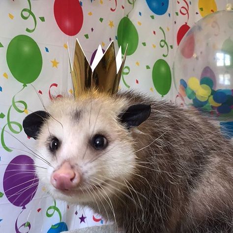 Ferret, Happy Birthday, On Twitter, Birthday, Twitter