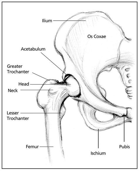 Snapping hip syndrome refers to strange sounds, sometimes painful but often not, that emanate from the hip and pelvis. The popping, if it is on the outer hip, results from a tendon getting stuck temporarily as it crosses the greater trochanter—a small knob of bone on the outside of the femur, or leg, bone. On the inside is the lesser trochanter that the psoas major and iliacus muscles attach to via their common tendon. Snapping Hip Syndrome, Pelvis Anatomy, Hip Anatomy, Greater Trochanter, Radiology Student, Pelvic Bone, Anatomy Bones, Skeleton Anatomy, Human Body Anatomy