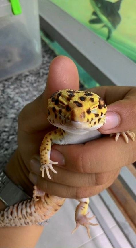 Funny Animals Pics, Leopard Gecko Setup, Leopard Gecko Cute, Gecko Habitat, Funny Lizards, Pet Anime, Gecko Terrarium, Colorful Lizards, Cute Gecko