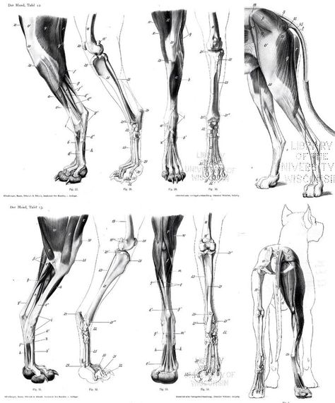 Fox Anatomy, Wolf Anatomy, Canine Anatomy, Leg Anatomy, Dog Anatomy, Dog Leg, Horse Anatomy, Anatomy Tutorial, Human Figure Drawing