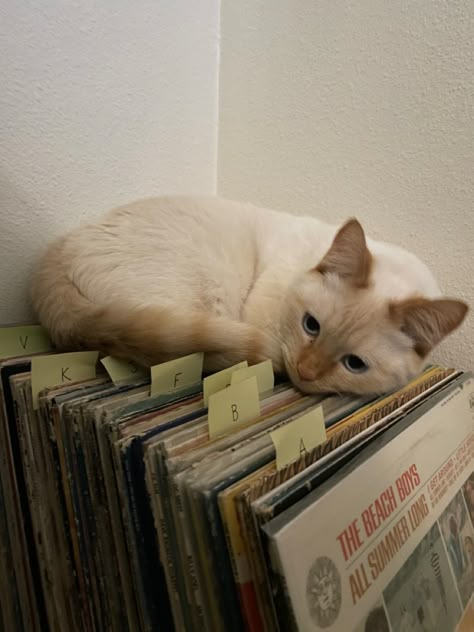 Cats And Music Aesthetic, Cat Spotify Playlist Covers, Indie Pop Aesthetic, Indie Band Aesthetic, Indie Music Aesthetic, Chaotic Cats, Cat Listening To Music, Playlist Photos, Aesthetic Cats