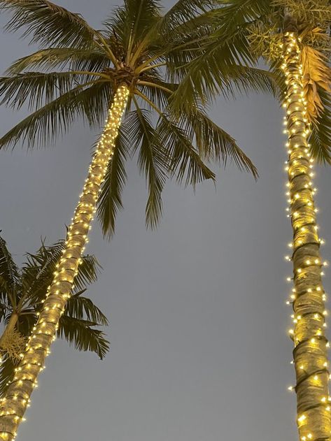 Palm Tree Fairy Lights, Palm Trees Garden, Palm Tree Lights, Fairy Lights In Trees, Wedding Lighting, Fun House, Festoon Lighting, Coconut Tree, Tree Lighting