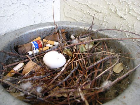 Rock Pigeon nests might be as simple as a couple of sticks collected on a flat platform. Rock Pigeon parents incubate the eggs for about 18 days. This nest is in an urban stairwell (photo by Pauline Schafer & Tobias Hagge, TX). Pigeons Nest, Rock Pigeon, Crested Pigeon, Pigeon Nest, Dove Nest, Poetic Quote, Different Birds, Bird Nest, Bird Species