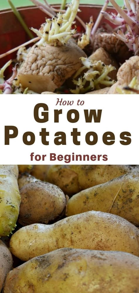 How to Grow Potatoes. Growing potatoes is simple with these tips and tutorial. Whether in the ground, raised bed or a container, growing potatoes is simple to do. Learn how you can grow your own potatoes in your backyard garden. Gardening Potatoes, Cultivating Joy, Potatoes Growing, Container Potatoes, Potato Gardening, Grow Potatoes, Veggie Gardens, Sowing Seeds, Planting Potatoes