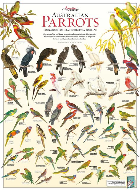 Australian Parrots, Illustration Courses, Bird Identification, Australian Birds, Bird Pictures, Natural History, Bird Art, Beautiful Birds, Pet Birds