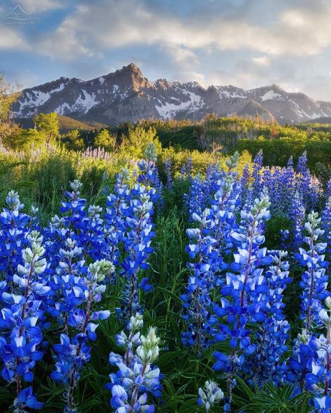 Ridgway Colorado, Colorado Wildflowers, Nantucket Wedding, Valley Of Flowers, Air Fire, Gods Creation, Heaven On Earth, Art Project, Nature Pictures